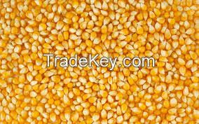 Corn yellow for animal feed