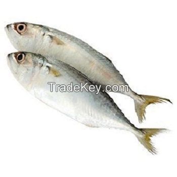 Mackerel Fish