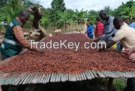 cashew nuts, cocoa beans and powder