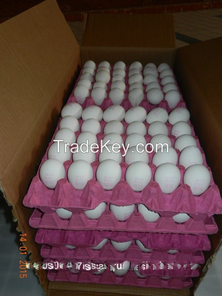 EGGS FROM THE BIGGEST PRODUCER AND EXPORTER COMPANY