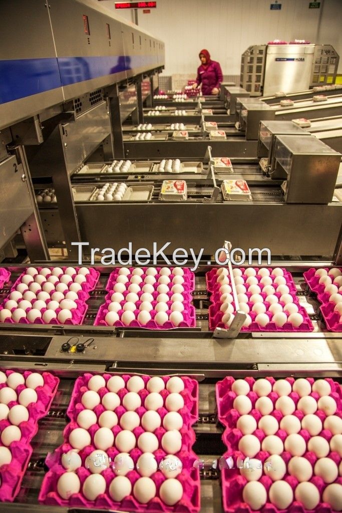 EGGS FROM THE BIGGEST PRODUCER AND EXPORTER COMPANY