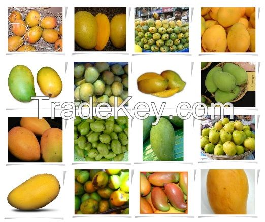 All varieties of Mangoes