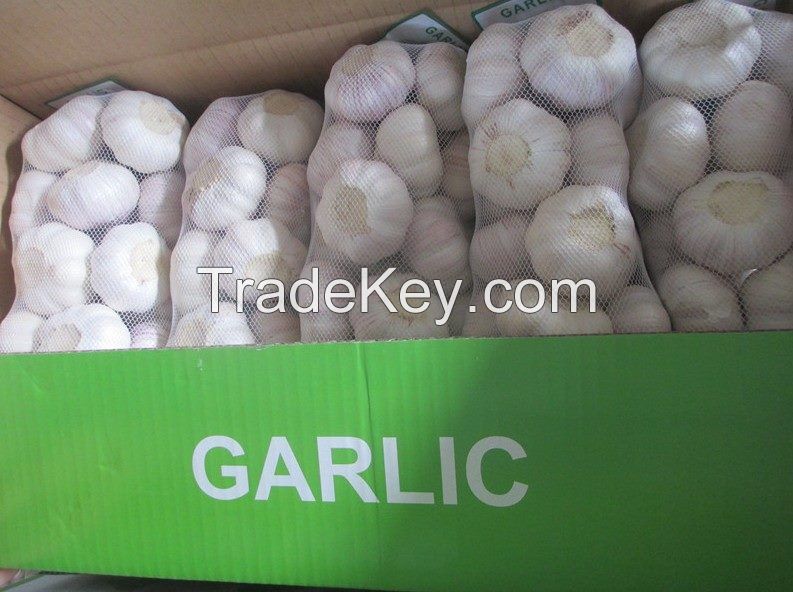 GARLIC AA, WHITE