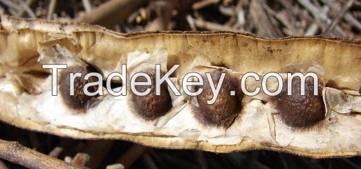 Moringa Oleifera Seeds