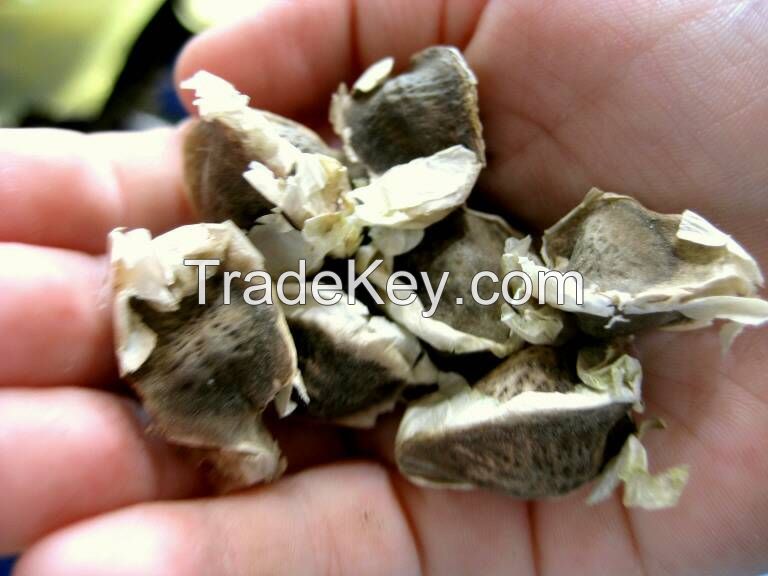  Moringa Oleifera Seeds Available... 