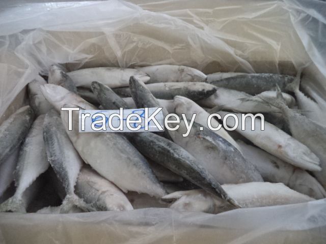 Indian Mackerel