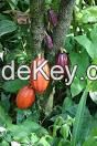 Cocoa Beans