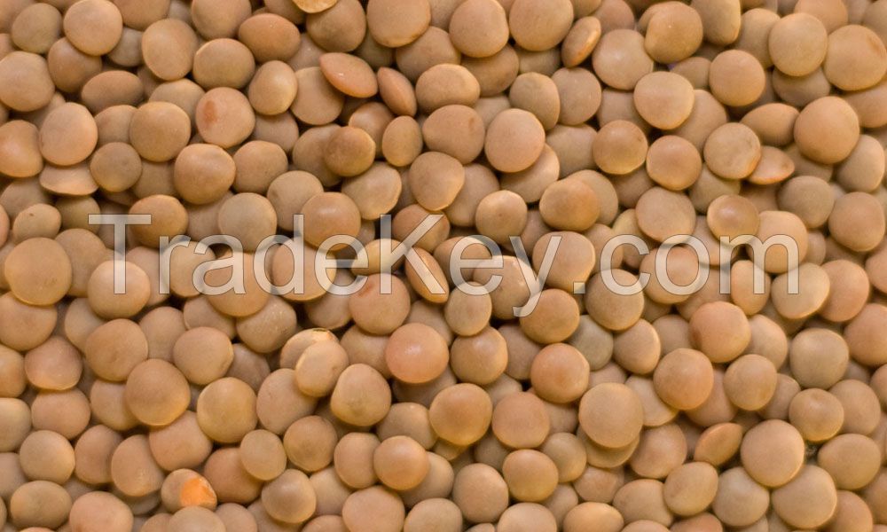 Lentils, Pulses, Chickpeas, Beans, Peas, Canola Seed, Sugar, Rice