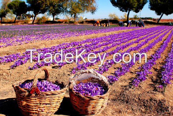 exports Quality Iranian saffron, nuts and herbal drugs to European countries and imports chemicals,household appliances, detergents and wheat from those counries