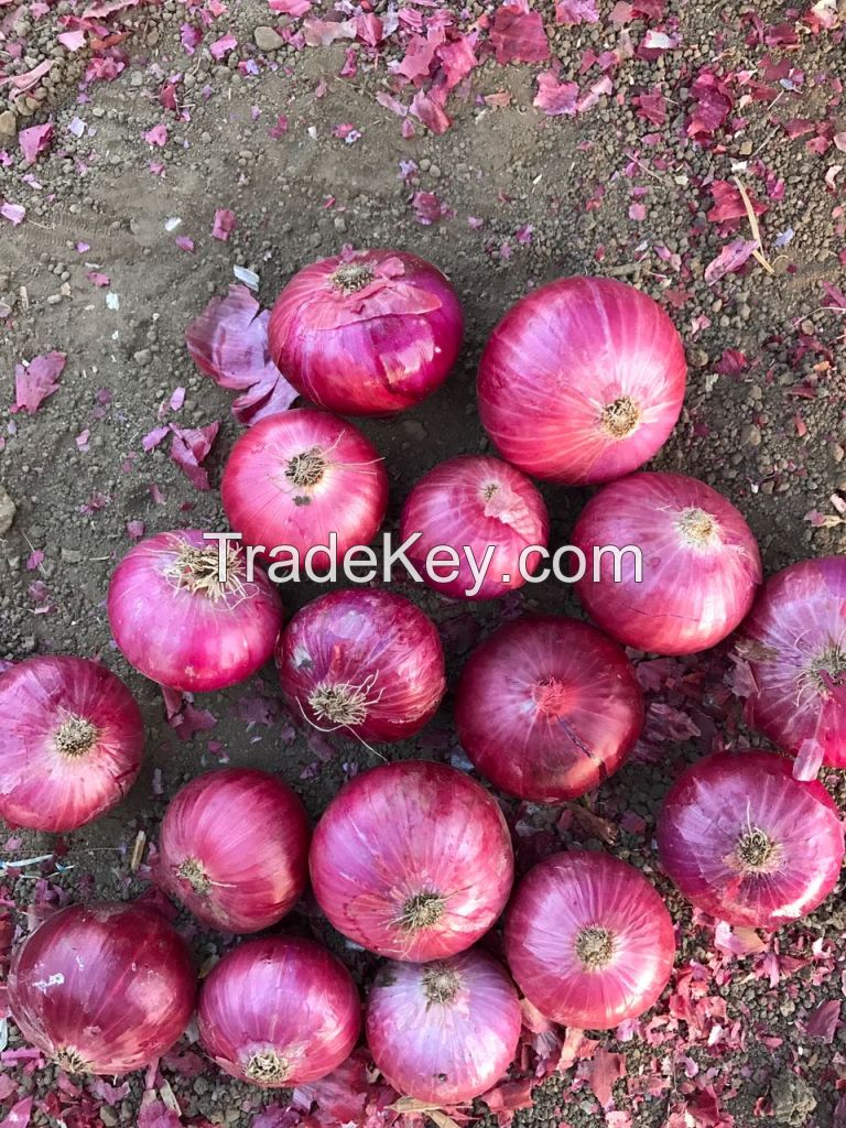 Exporter of High Quality Onion