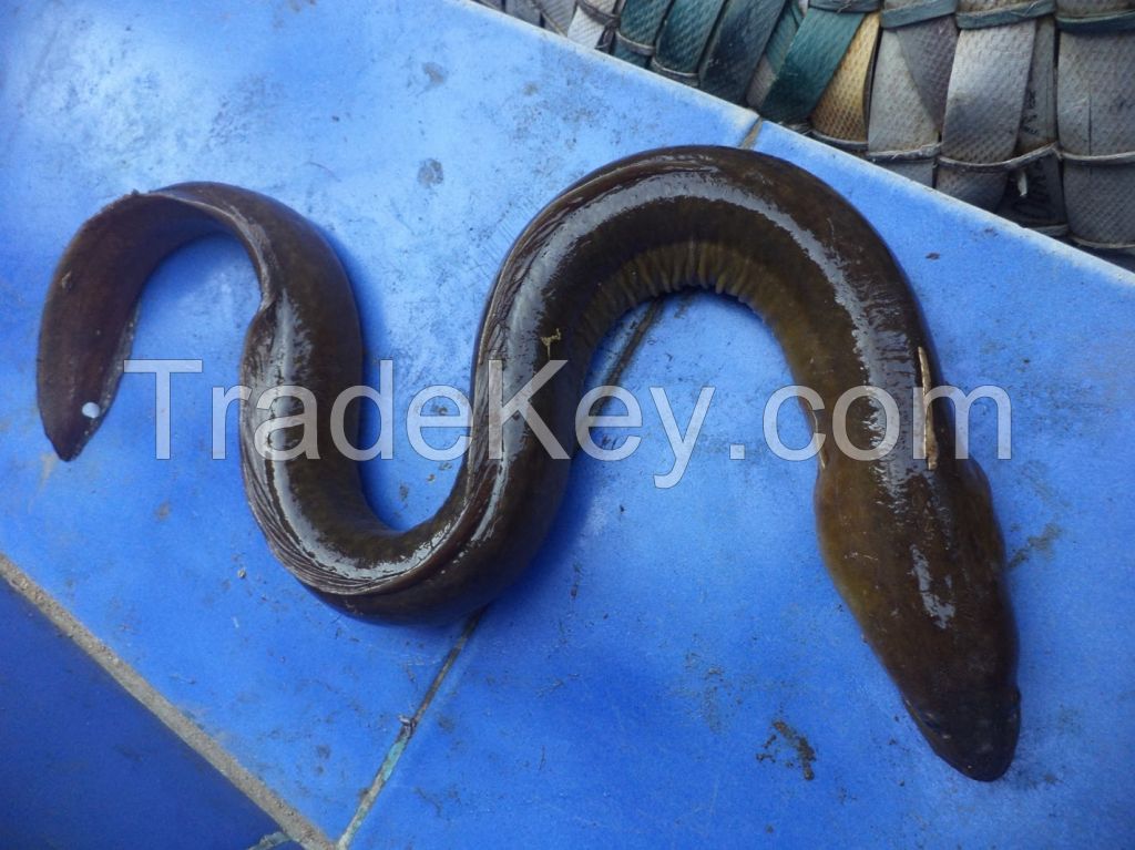 Shortfin Anguilla bicolor eels