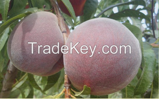 Peach by Les Fruit de Carthage Tunisia