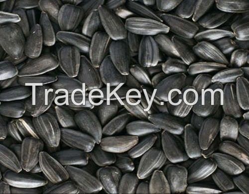 Sunflower oil seeds