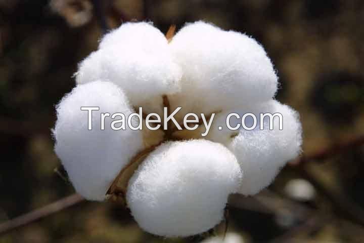 RAW COTTON