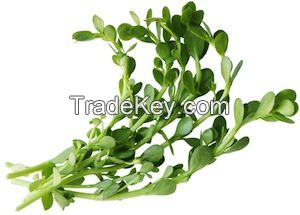 Bacopa Extract 20% &amp;amp; 40%