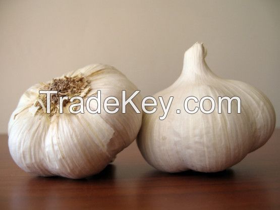 Garlic