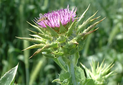 Silymarin (Milk Thistle Extract)