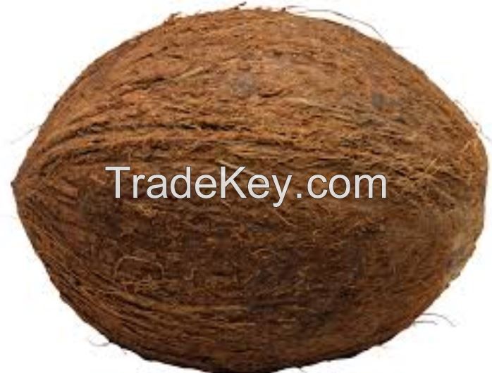 Mature Coconut