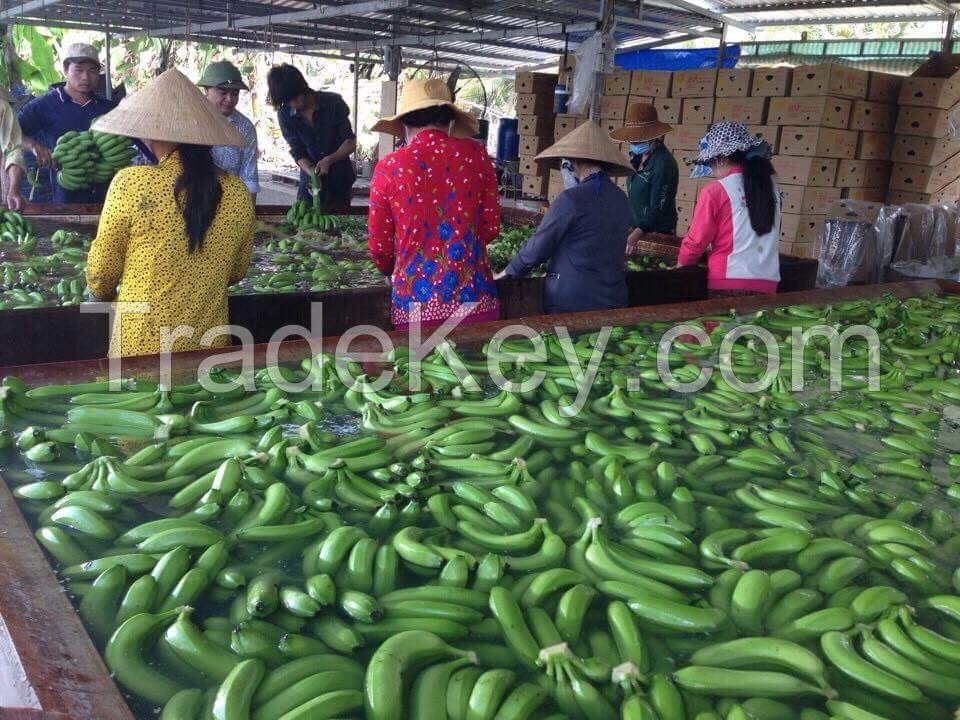 Vietnam Cavendish banana