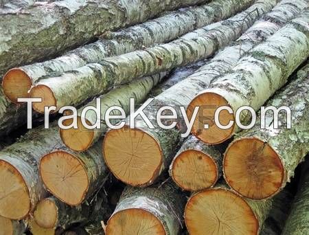 Birch logs to sell