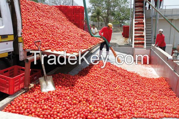 Tomato seeds  Tomato paste  Tomato paste 2200g Tin tomatoes 200g