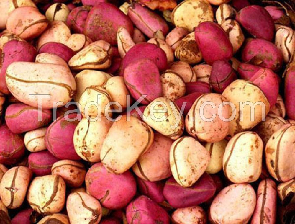 Cola Nut Kola Nuts