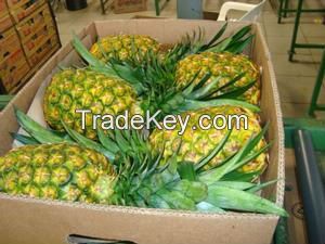 MD2, Class A Fresh Golden Pineapples