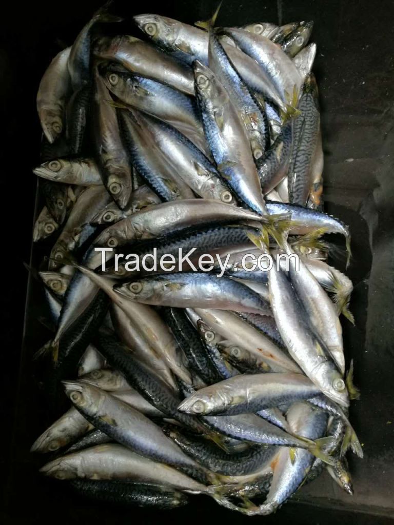frozen pacific mackerel/norway mackerel fish