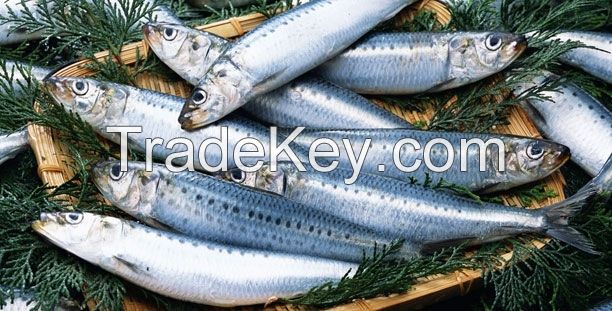 Fish sardine product and ISO Certification frozen sardine fish
