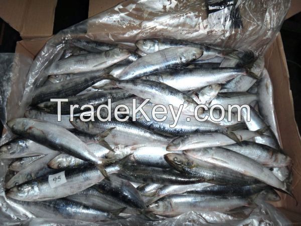 Fish sardine product and ISO Certification frozen sardine fish