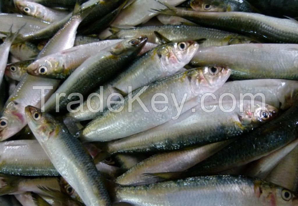 Fish sardine product and ISO Certification frozen sardine fish