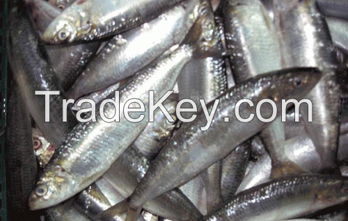 Fish sardine product and ISO Certification frozen sardine fish