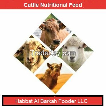 Cattle Nutritional Feed