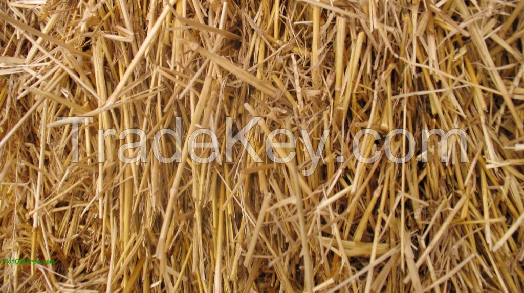 Wheat Straw