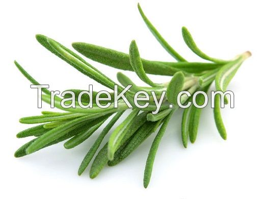 Rosemary Leaves