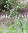 Coriander Seeds