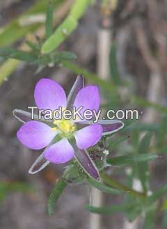 Arenaria Rubra