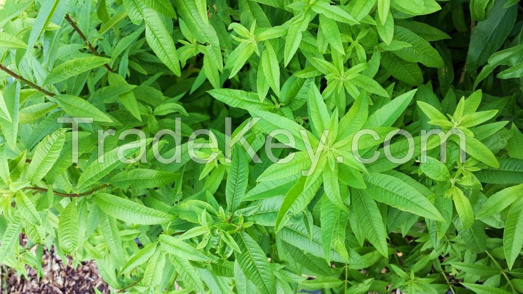 VERBENA LEAVES