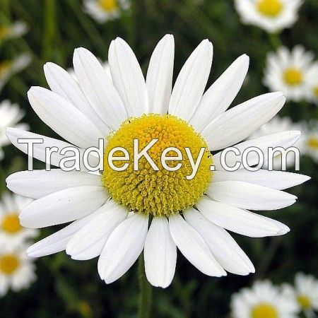 Chamomile Flowers