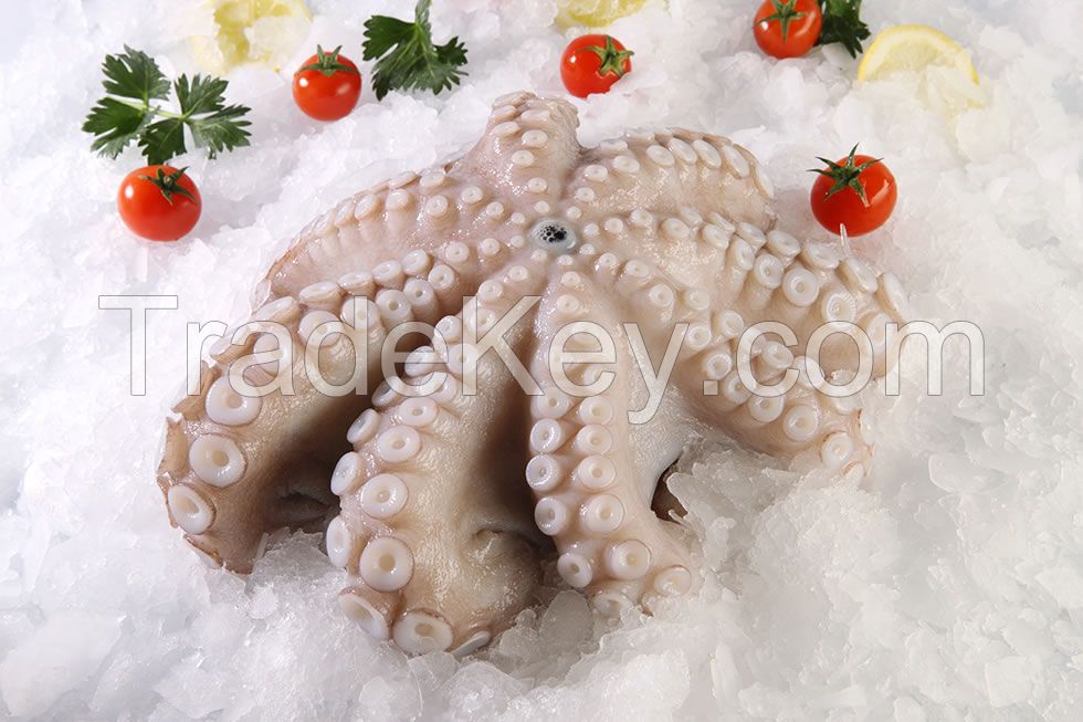 Octopus IQF/IWP (Baby / Big Size) Hot Sale Quality