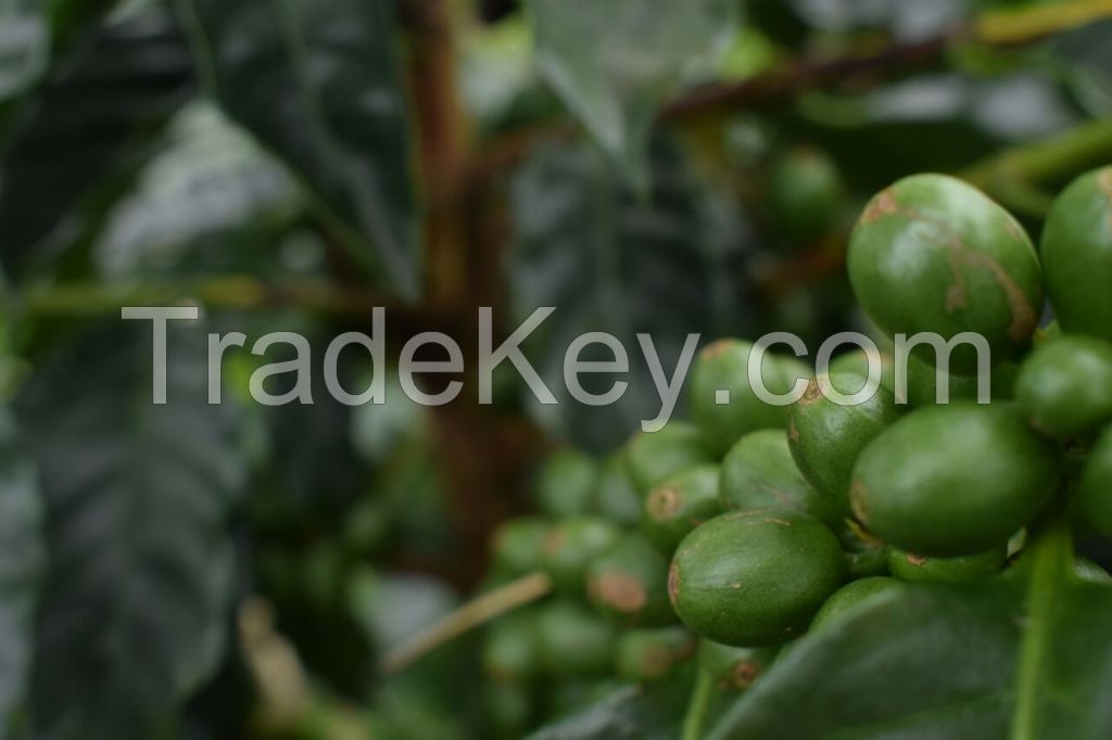 Coffee beans, Special Coffee Beans, Organic Coffee Beans, Cocoa Beans.