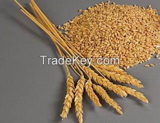 Soft Milling Wheat NON GMO
