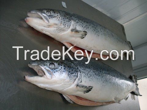 Salmon Fish