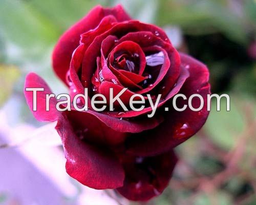 Fresh cut Red rose 