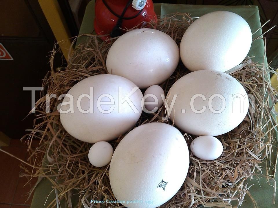  FRESH OSTRICH EGGS AVAILABLE