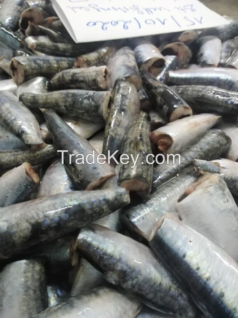 Moroccan frozen sardine