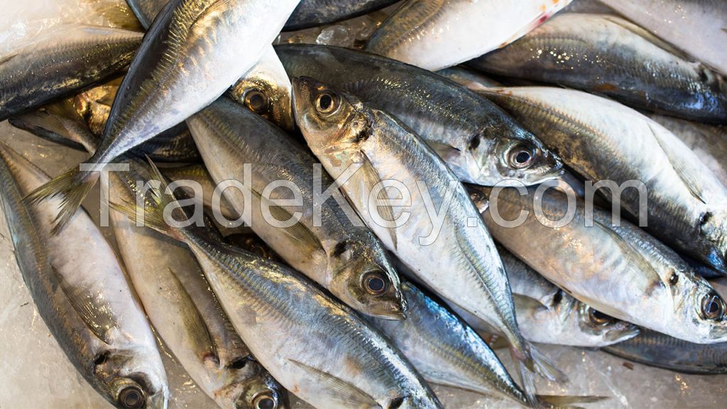 Horse Mackerel Whole round