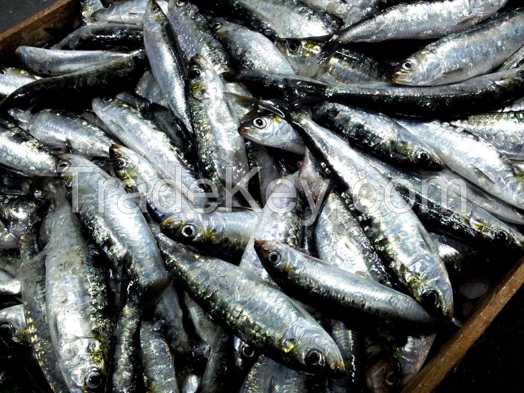 Sardines Whole round /HGT