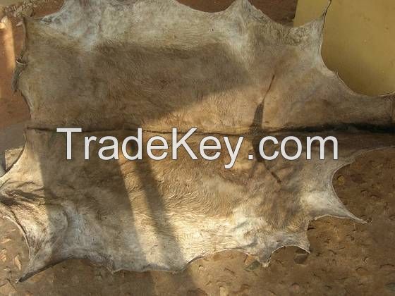 Best Quality Dry Salted Donkey Hide For Sale 