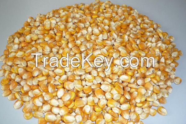 White and Yellow Corn for Animal Feed